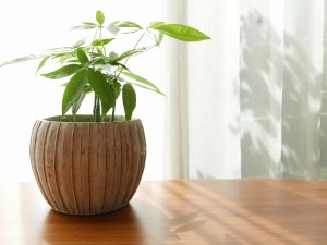 窓際の観葉植物（パキラ）