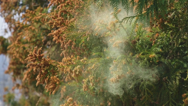 スギ花粉 杉 花粉症 花粉飛散 イメージ