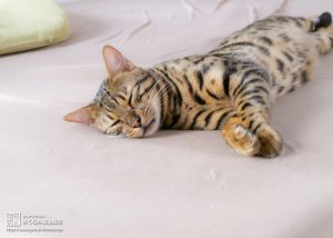 夏バテしている猫