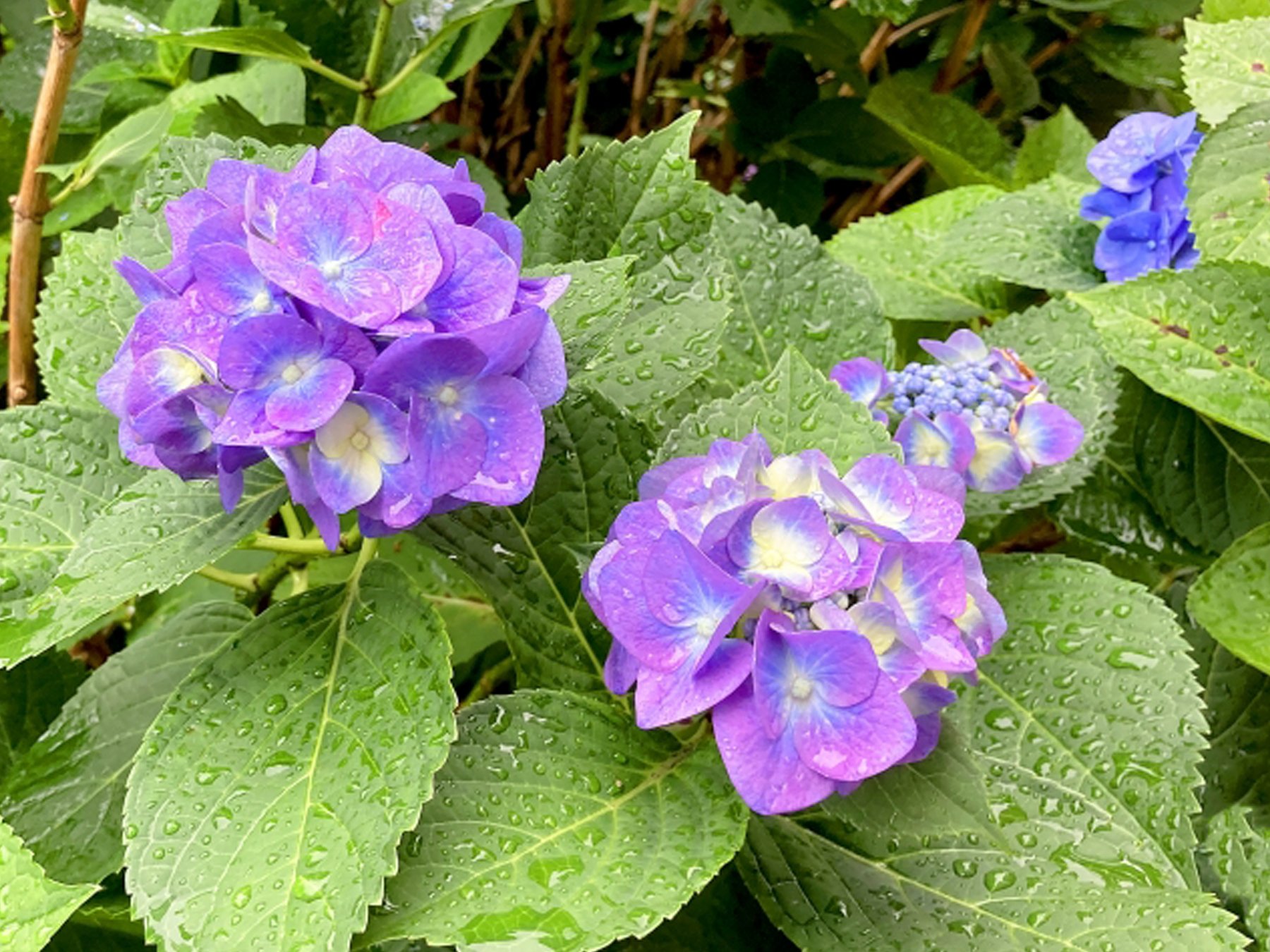 雨に濡れる紫陽花
