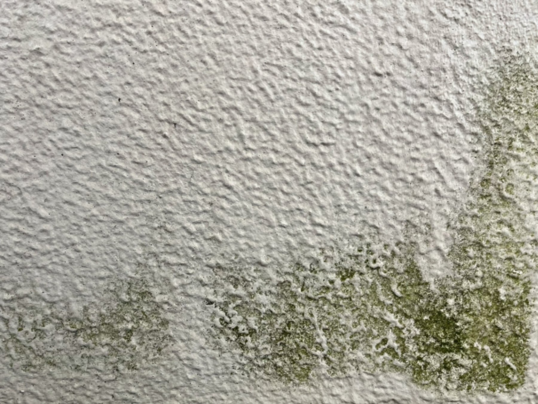 コケが生えたモルタル外壁