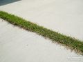 土間コンクリートの草目地