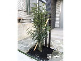 常緑のシマトネリコを植樹