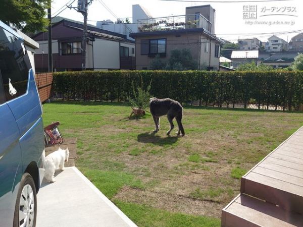 No.17593 愛犬たちが安全に心地よく過ごせる天然芝のお庭リフォーム工事