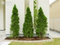 建物に緑を添える植栽