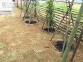 芝と植栽で緑溢れる主庭